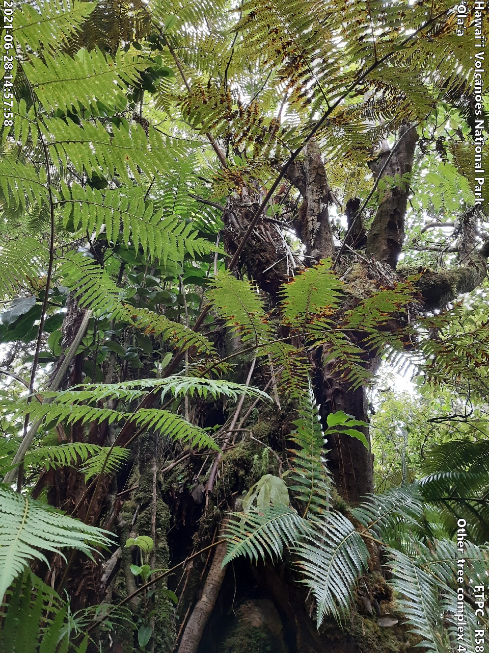 Photo of a phenomenon at the monitoring site. Phenomena may include a unique growth form of a plant, a tree complex (often a tight cluster of trees growing intertwined due to previous epiphytic growth) signs of pests or disease on a plant, signs of pig damage within the forest, or other unforeseen phenomenon. A short description is typically included in the photo subject after the keyword "Other".
