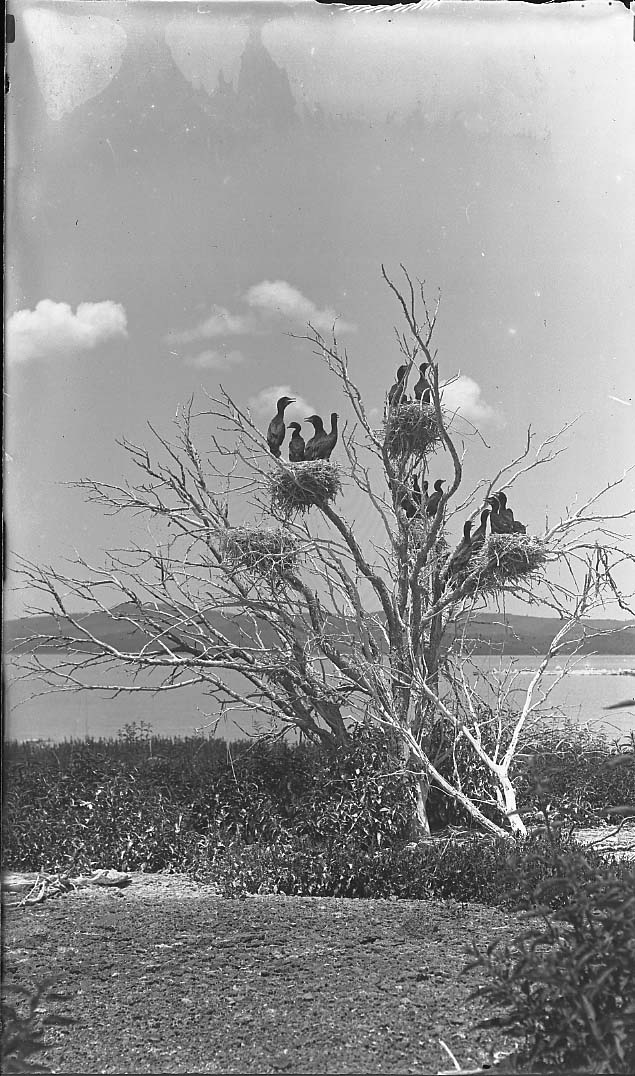 Eagle Lake Cormorants