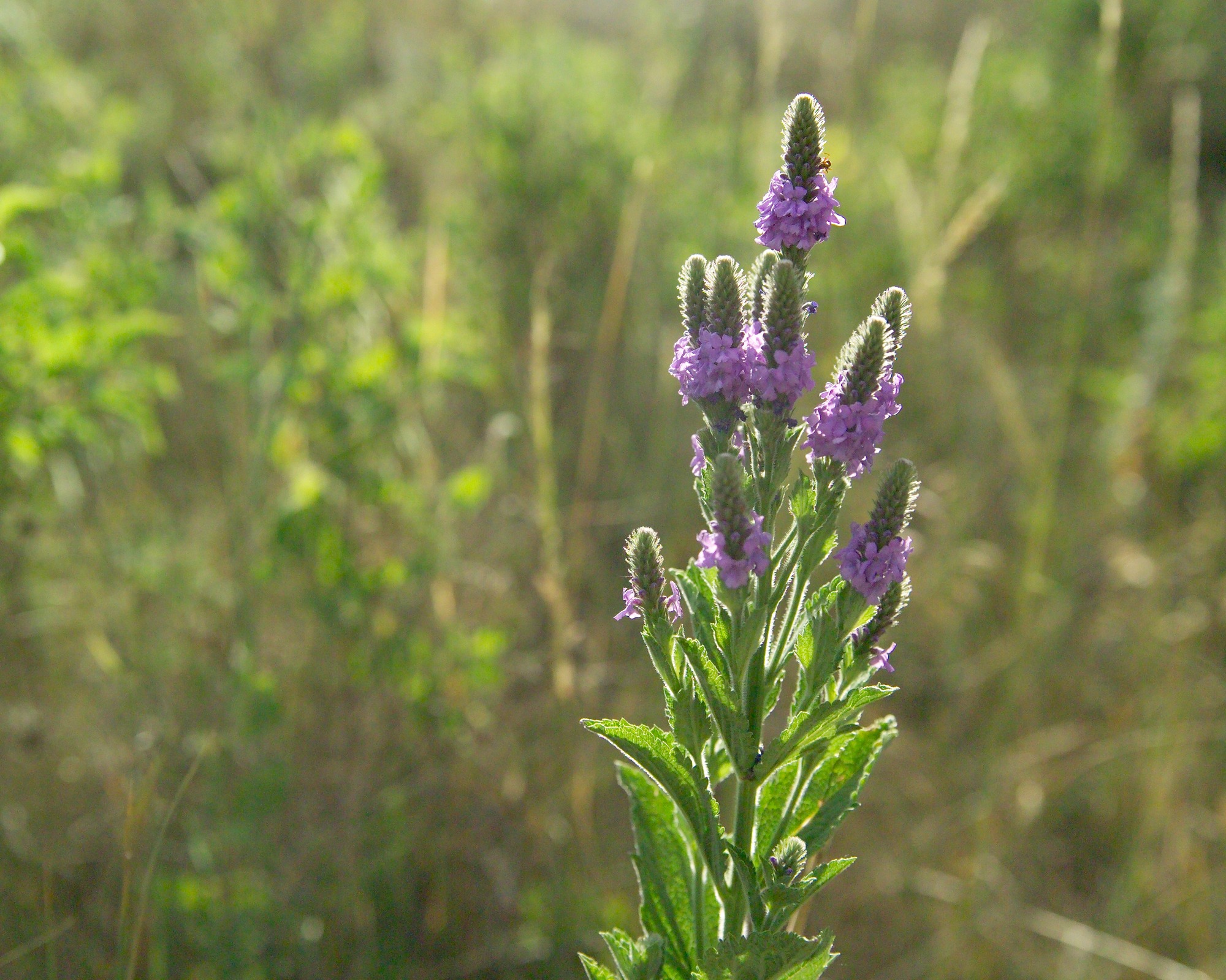 a tall plant with tall clusters of small purple flowers