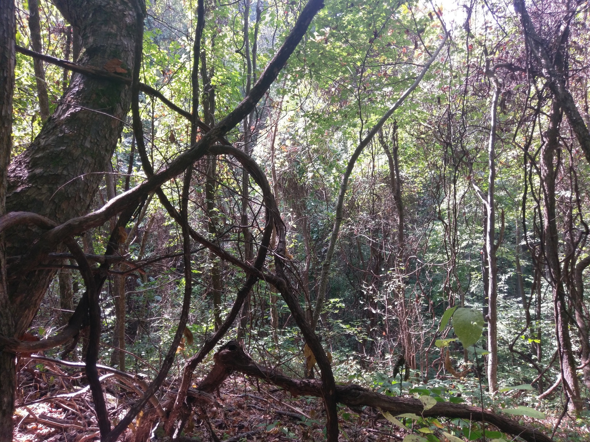 GRSM Accuracy Assessment. Plot Code: GRSM_AA_0742_6