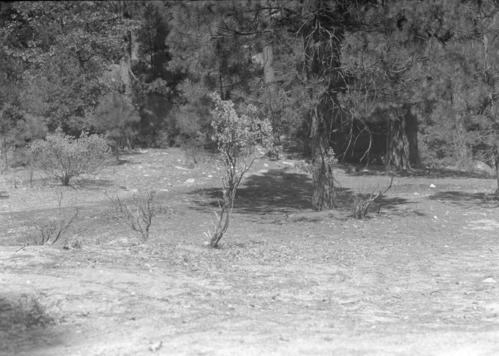 Proposed site of new Native American Village in 1927