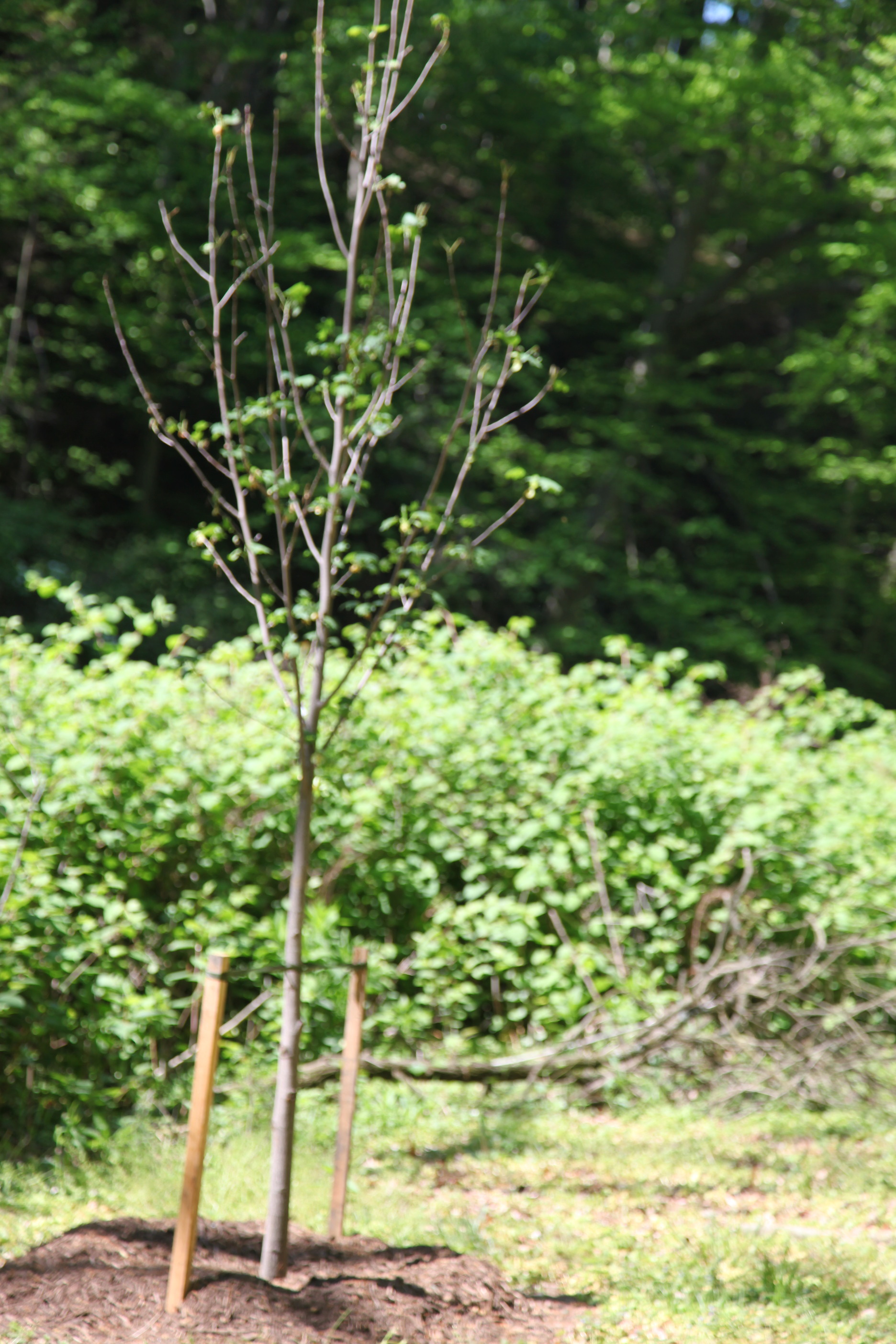 New plants along Beach Drive in Rock Creek Park