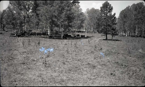 Vegetation at Potato Hollow.