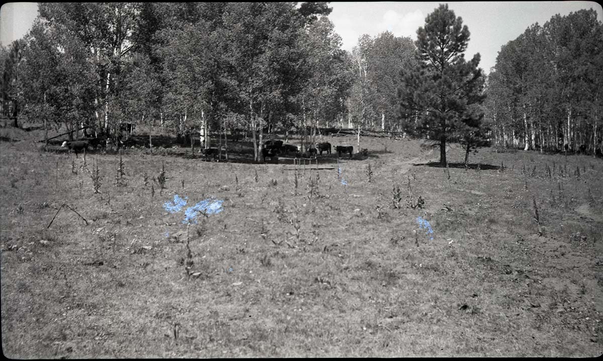 Vegetation at Potato Hollow.