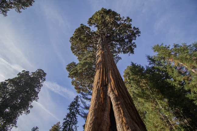 A very high tree juts into the sky with leaves and branches at the top.
