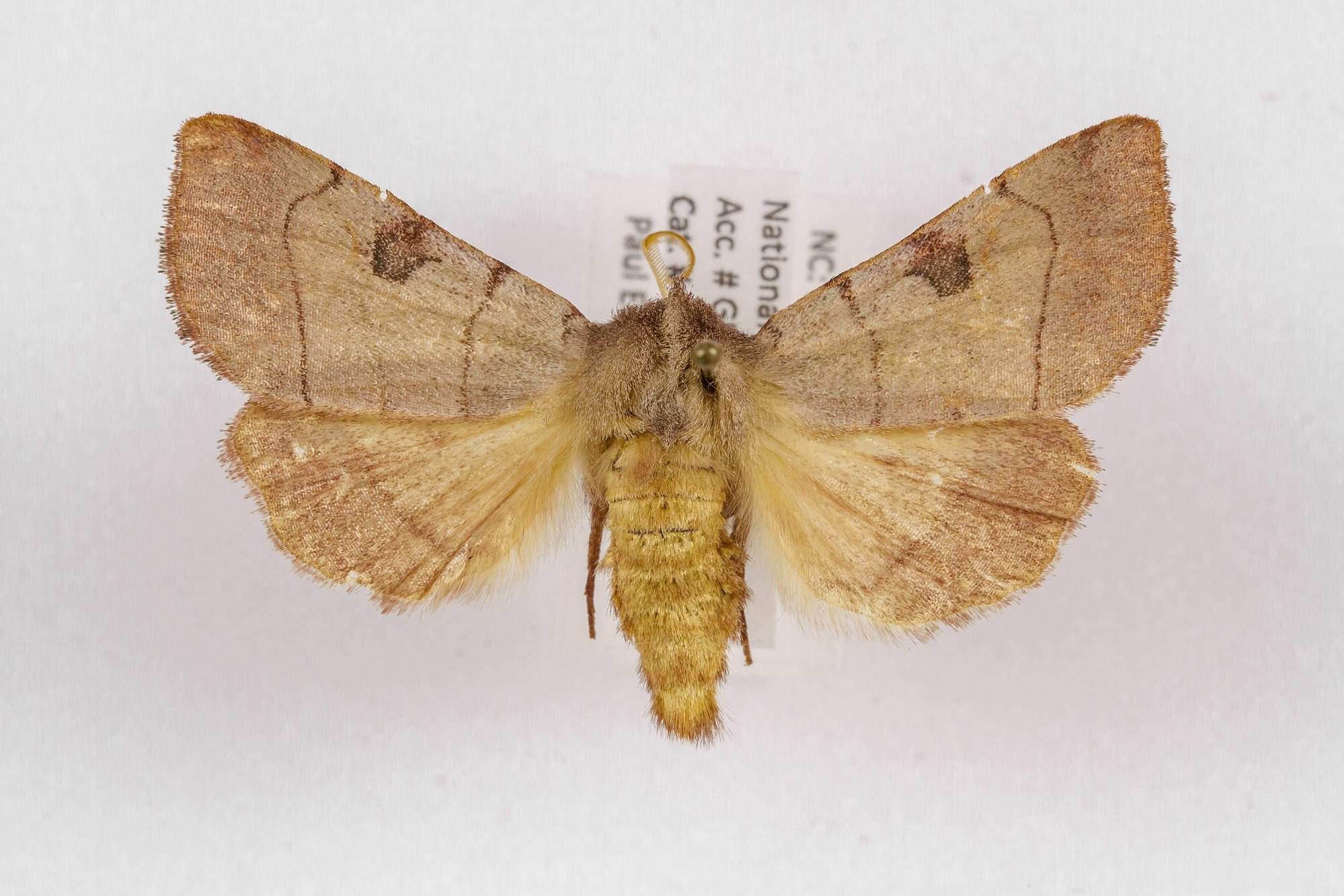 Image of Choephora fungorum, a species of Animalia