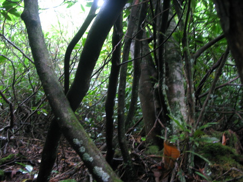 GRSM Accuracy Assessment. Plot Code: GRSM_AA_0384_5