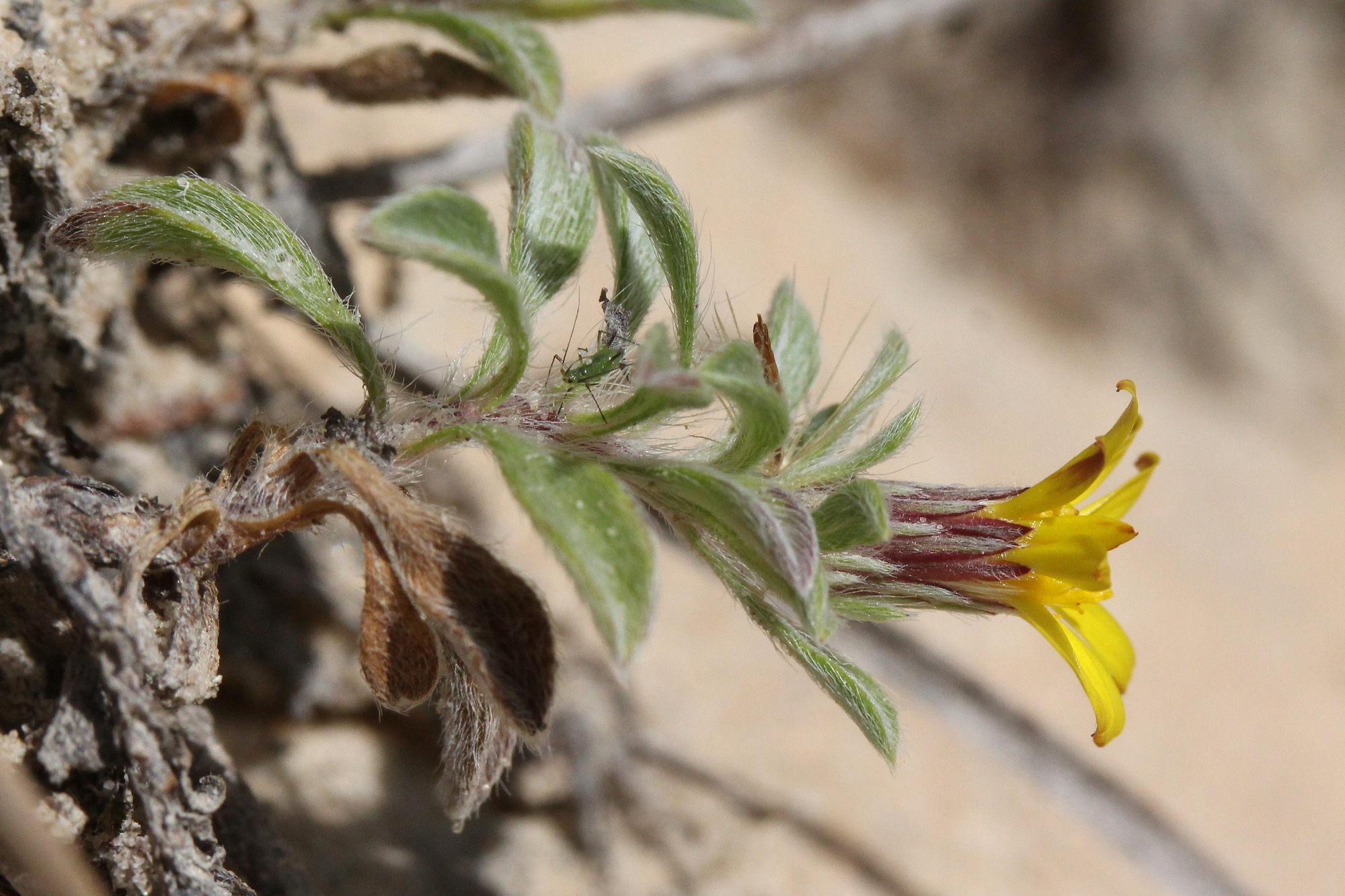 Heterotheca jonesii, Jones' golden-aster