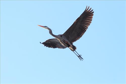 Great blue heron in Cuyahoga Valley National Park