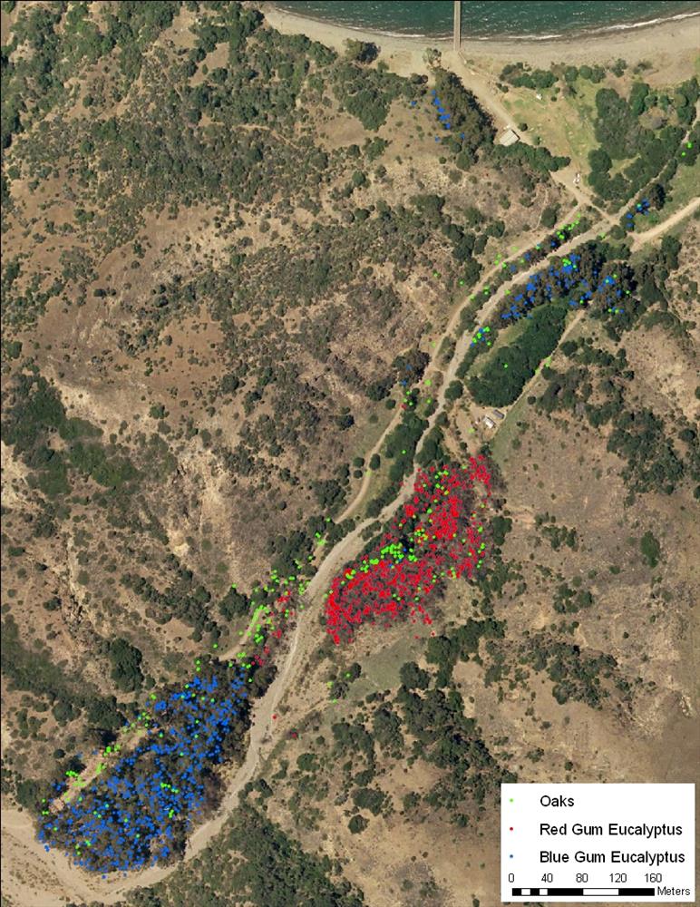 Invasive red gum eucalyptus (red dots), blue gum eucalyptus (blue dots) invaded Canada del Puerto on Santa Cruz Island and outcompete native oaks (green dots).. Channel Islands National Park plans to restore ecologic and hydrologic function to Canada del Puerto on Santa Cruz Island by removing invasive eucalyptus trees and restoring native vegetation..