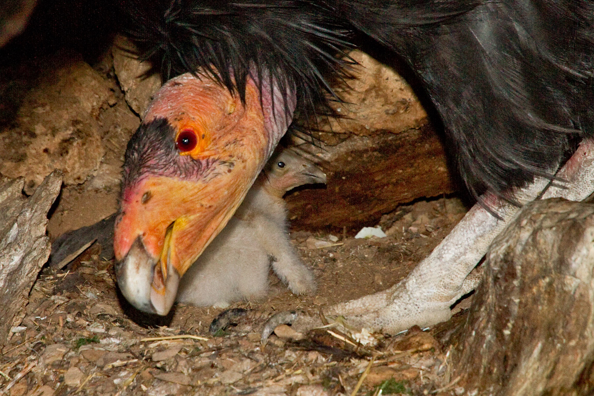 A one-day-old condor chick with her father.