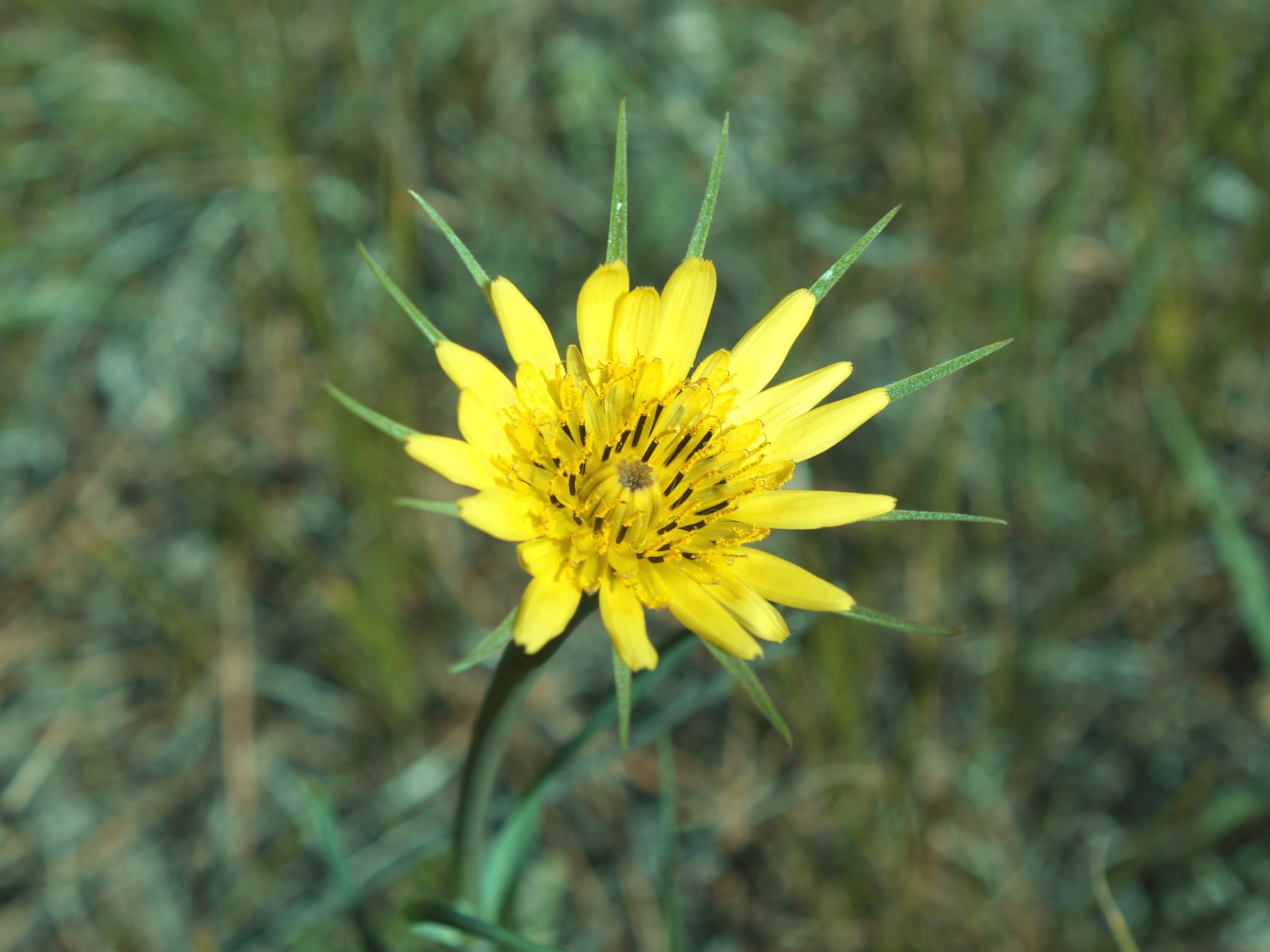 a large yellow flower with many narrow petals