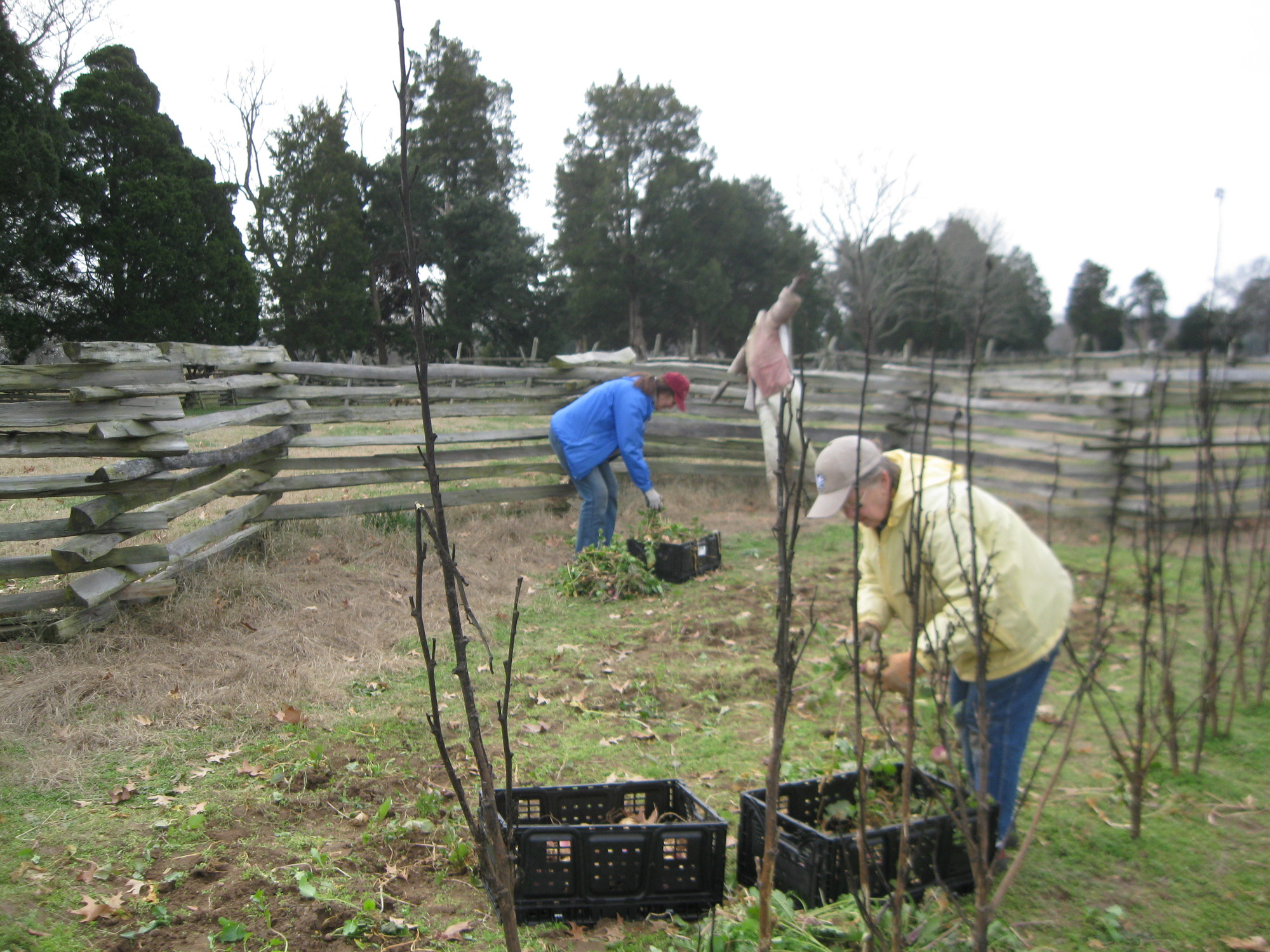 Two volunteers in turnip field putting turnips in crates