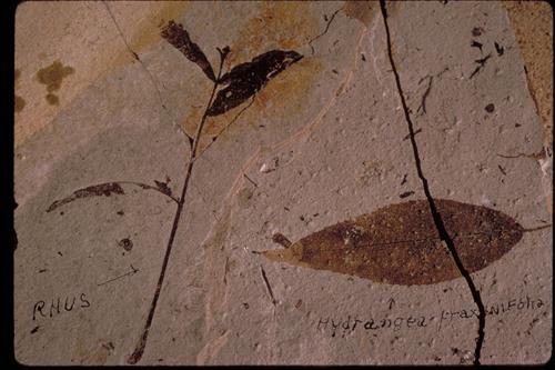 Petrified plants and fossils at Florissant Fossil Beds National Monument, Colorado