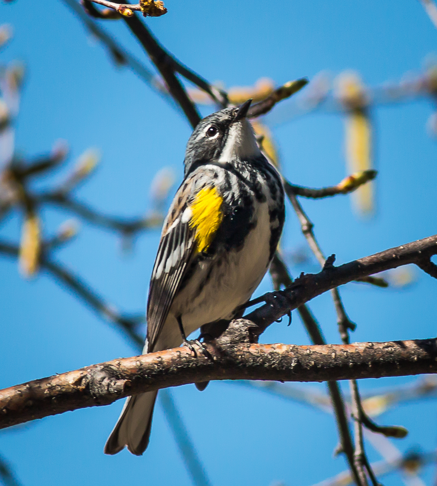 A Yellow-rumped Warbler looking up and to the right perched on a tree branch.  It has gray and white steaked wings with a yellow patch.