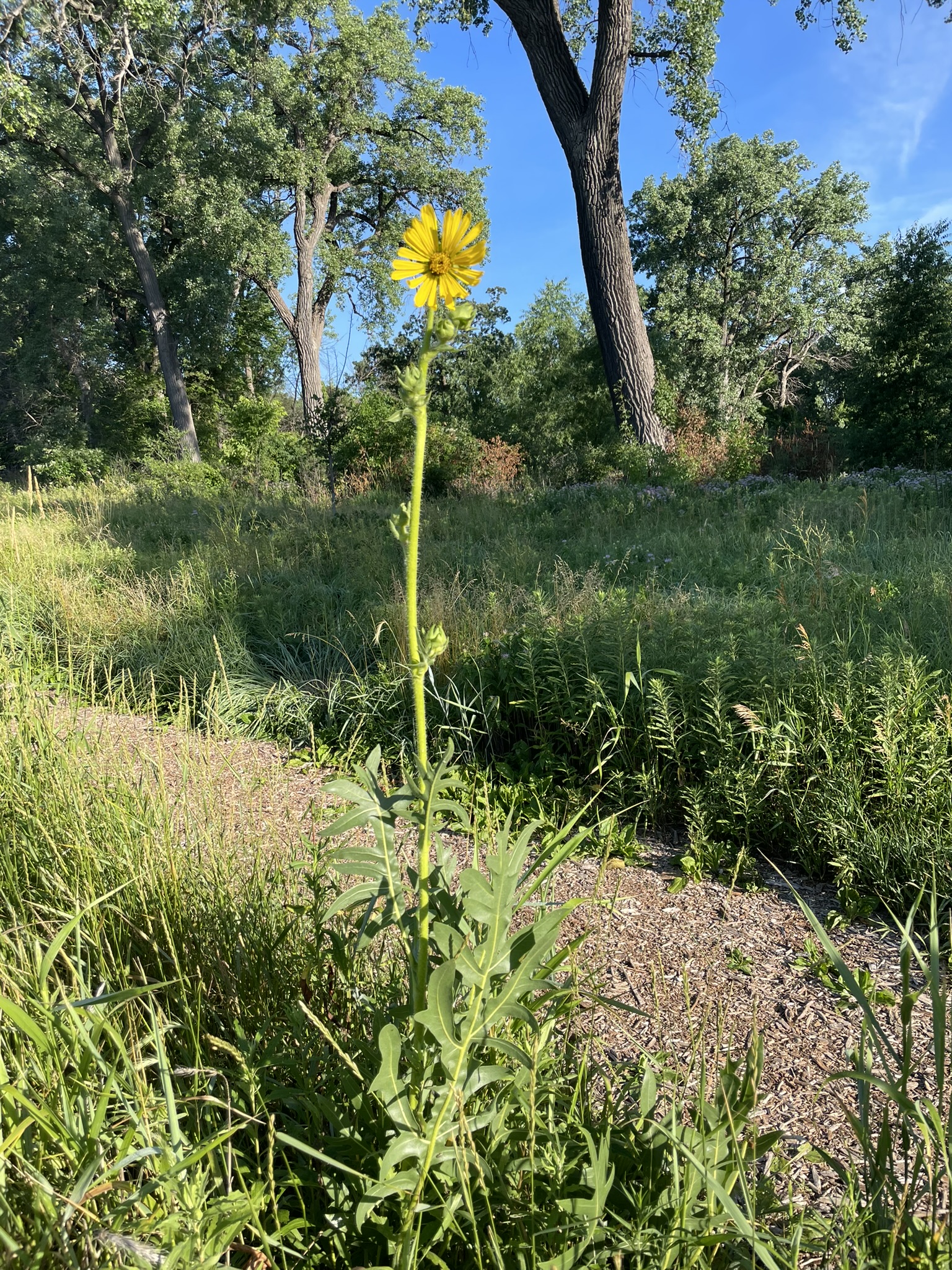 Compass plant flowering