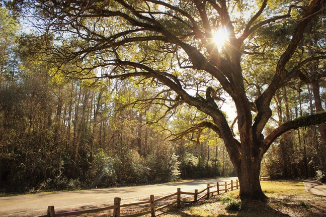 large sprawling oak tree with green leaves backlit with warm sunlight