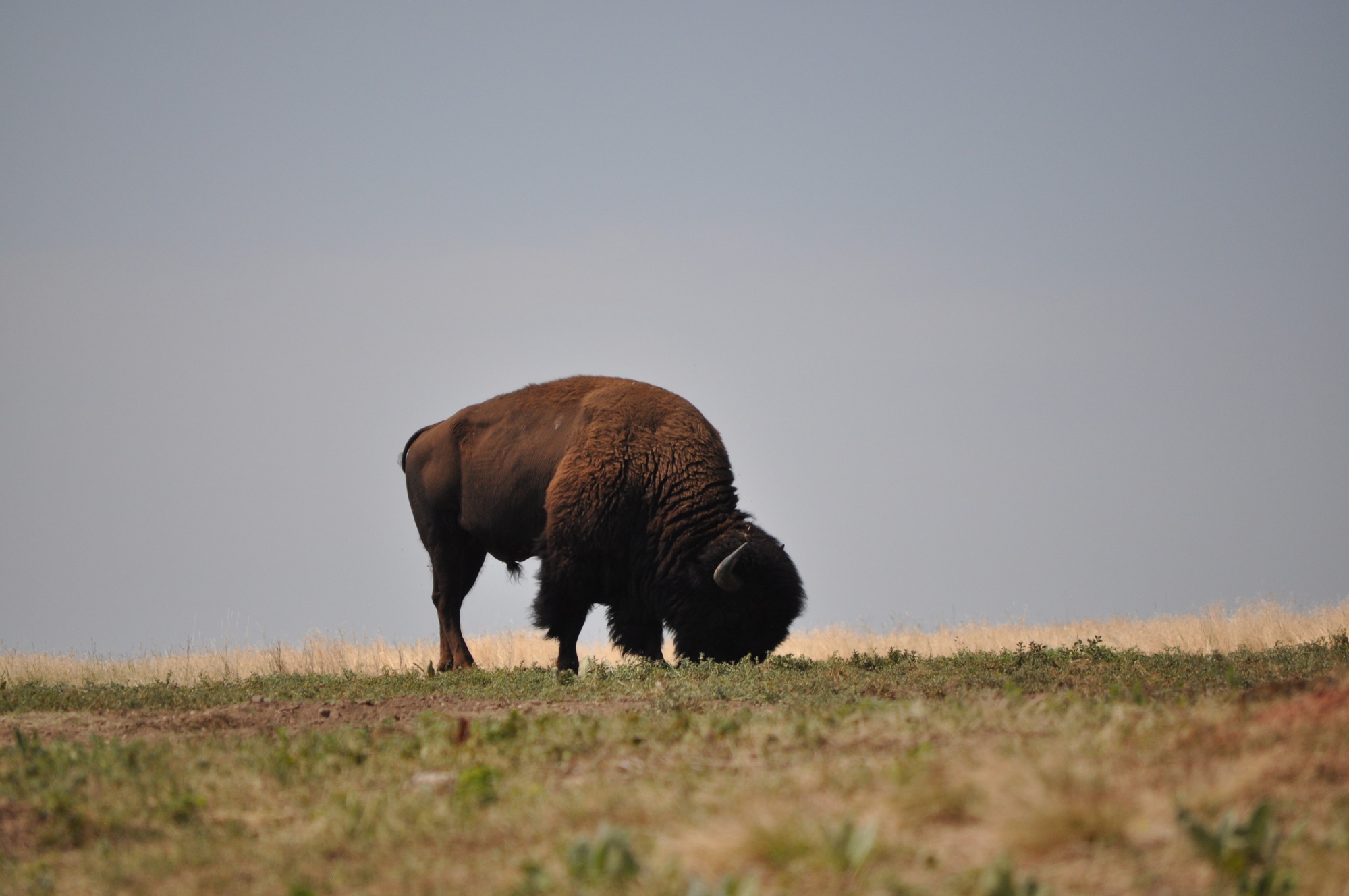 a male bison grazes alone in a prairie dog town