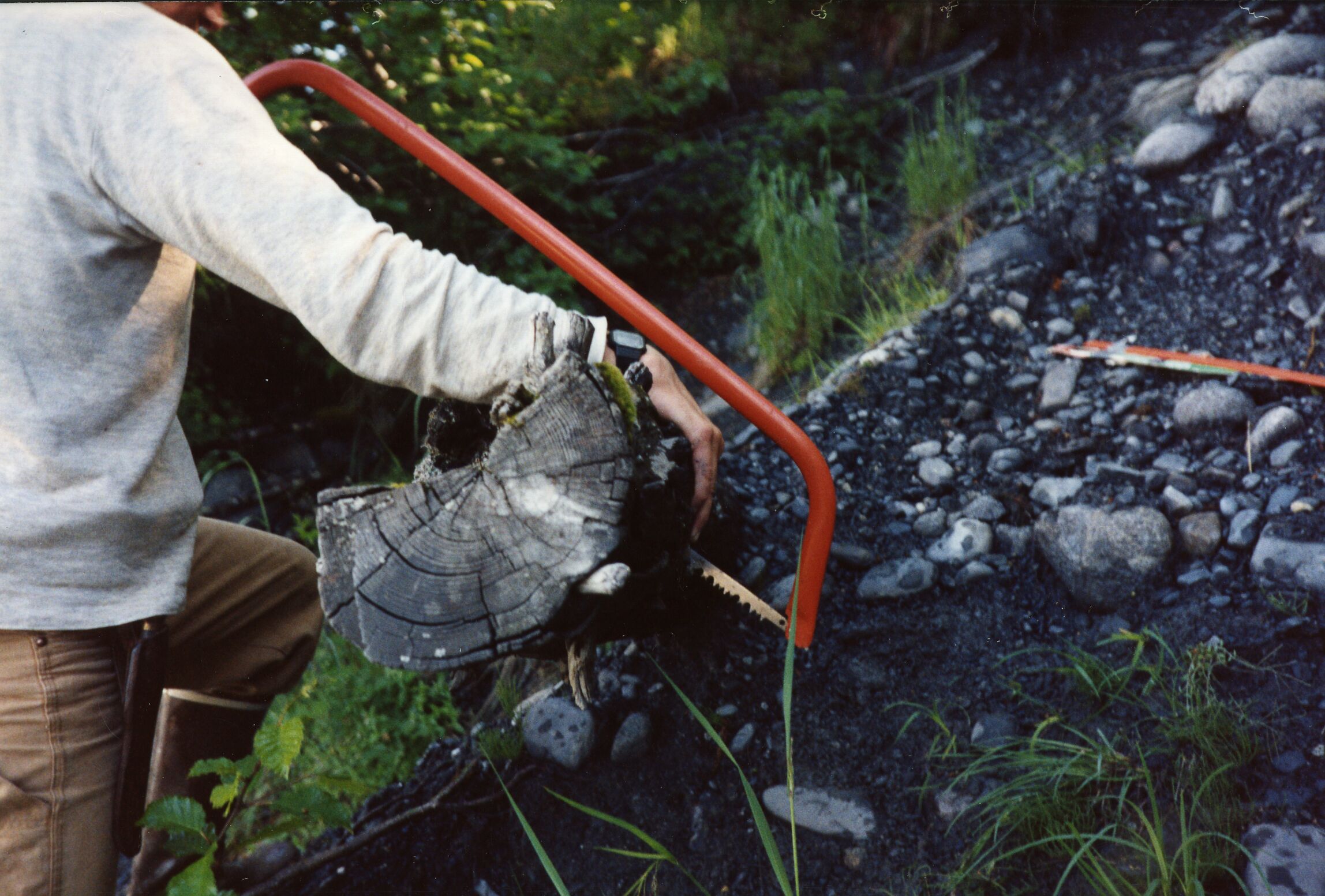 Geologist cutting a second sample from a horizontal interstadial tree stump