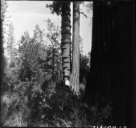 Hetch Hetchy, Yosemite National Park, Misc. Birds Sapsucker holes in tree.. SEKI Historic Image