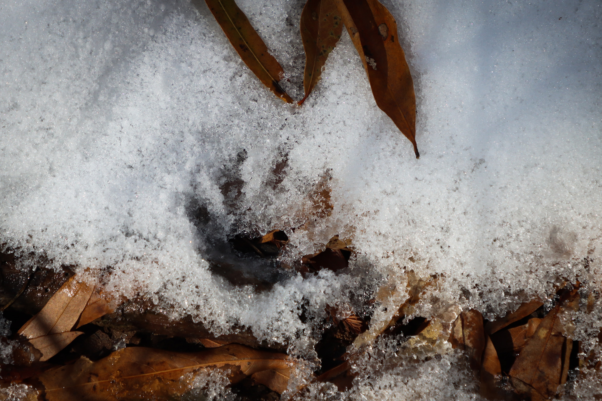 A small mammal's pawprint in a thin layer of snow, beside wet leaves.