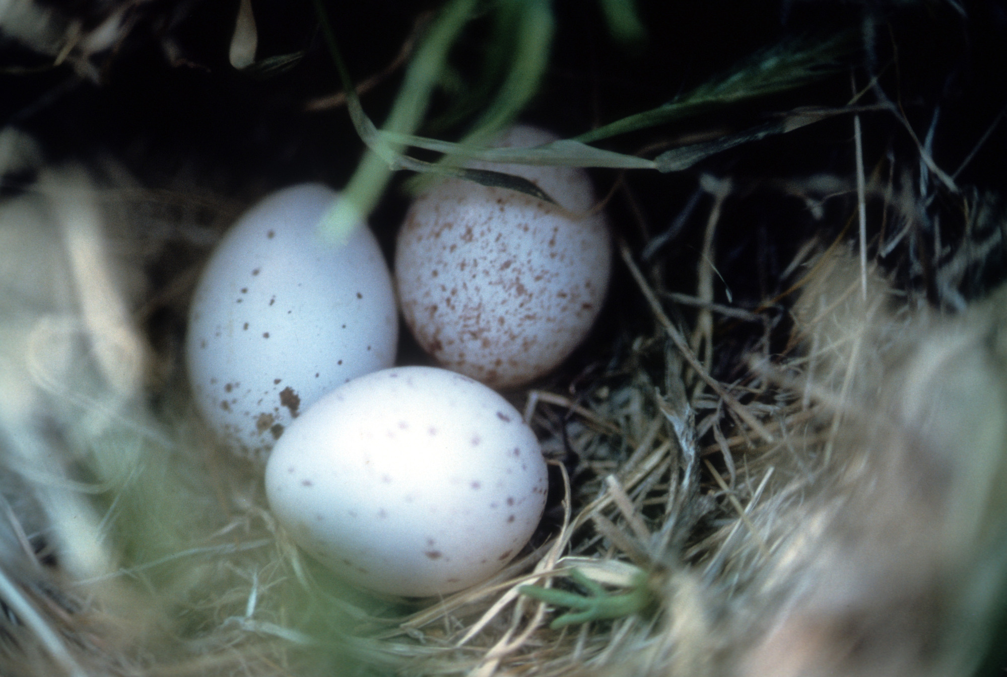 western Meadowlark Nest with Eggs