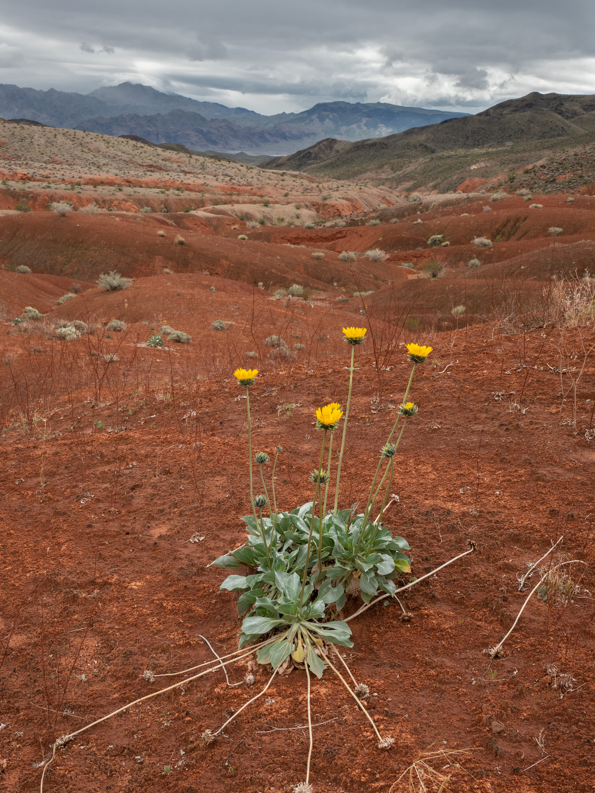 yellow blooms atop tall stalks, multi colored desert  and mountains in background
