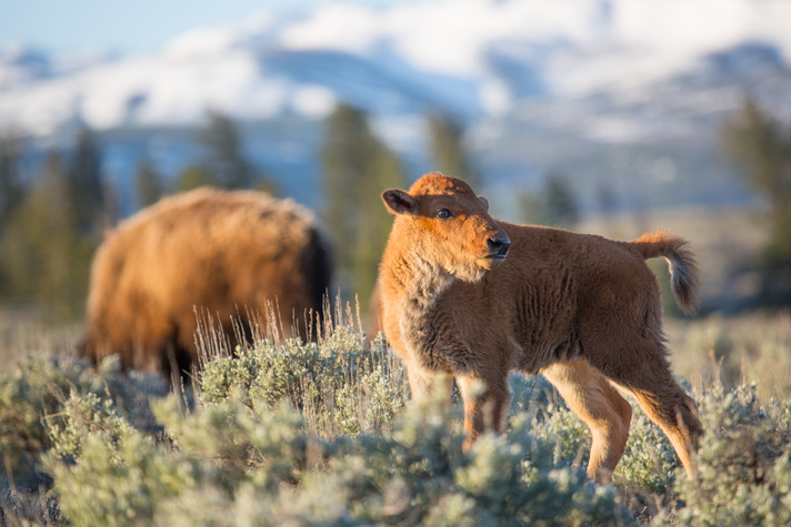 A bison calf stands in the sagebrush with an adult bison in the background