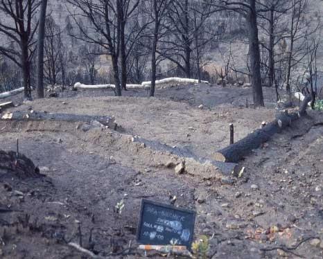 Erosion control measures installed by BAER Rehabilitation Team following fires in 2000, Mesa Verde National Park