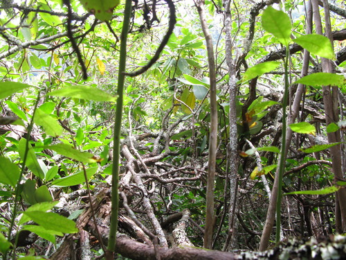 GRSM Accuracy Assessment. Plot Code: GRSM_AA_0072_3