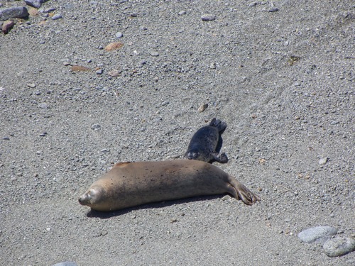 A harbor seal adult female is lying on her side and a pup is nursing. They are on a pebbly beach. 