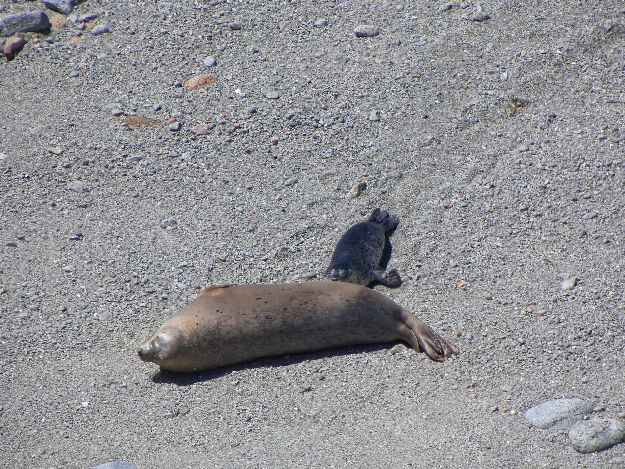 A harbor seal adult female is lying on her side and a pup is nursing. They are on a pebbly beach. 