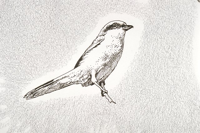 a Logger-headed shrike