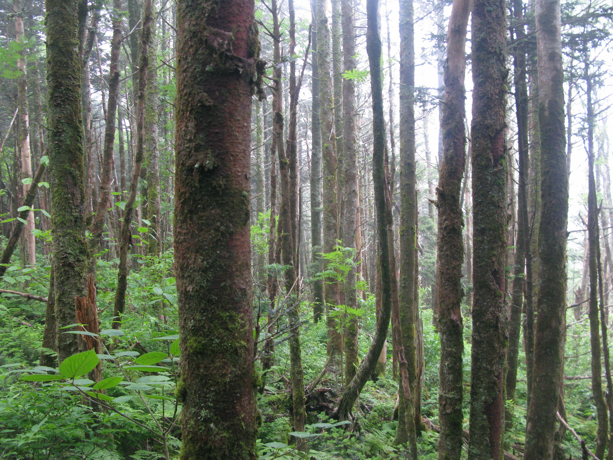 GRSM Accuracy Assessment. Plot Code: GRSM_AA_0475_4