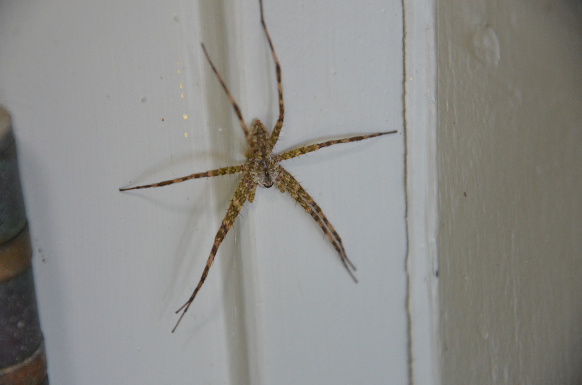 Spider on a door