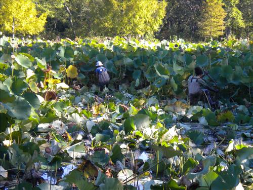 Youth Intern Program Horticultural Interns at Kenilworth Aquatic Gardens