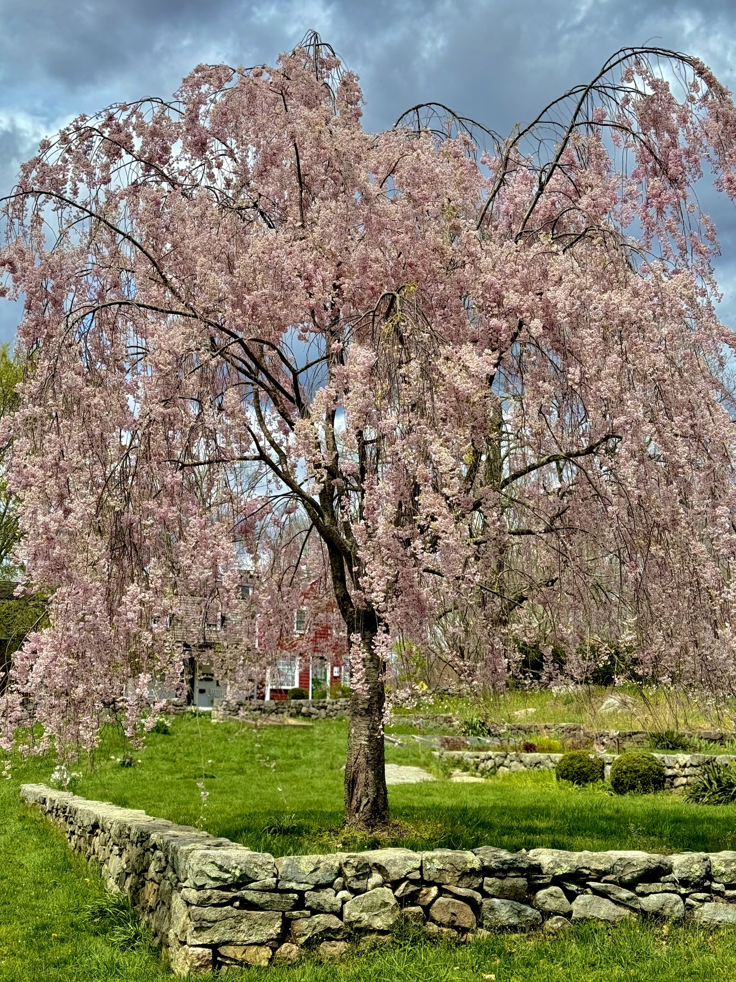 A tree with pink flowers blooming, above a stone reattaining wall 