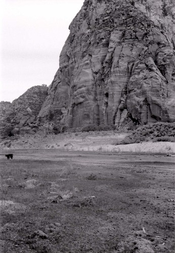 BW photo of the 1937 grazing study 35MM. Cows grazing in Hop Valley.