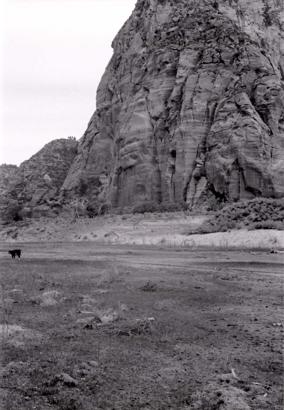 BW photo of the 1937 grazing study 35MM. Cows grazing in Hop Valley.