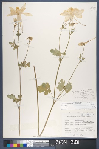 Herbarium Specimen Sheet 3181