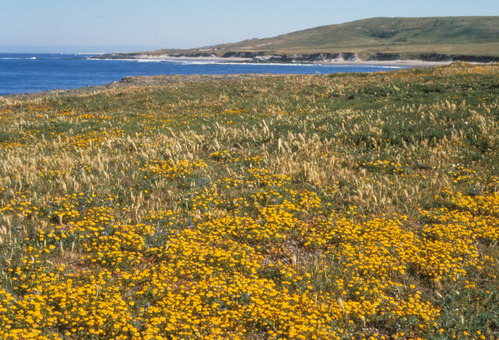 Goldfields Santa Rosa Island