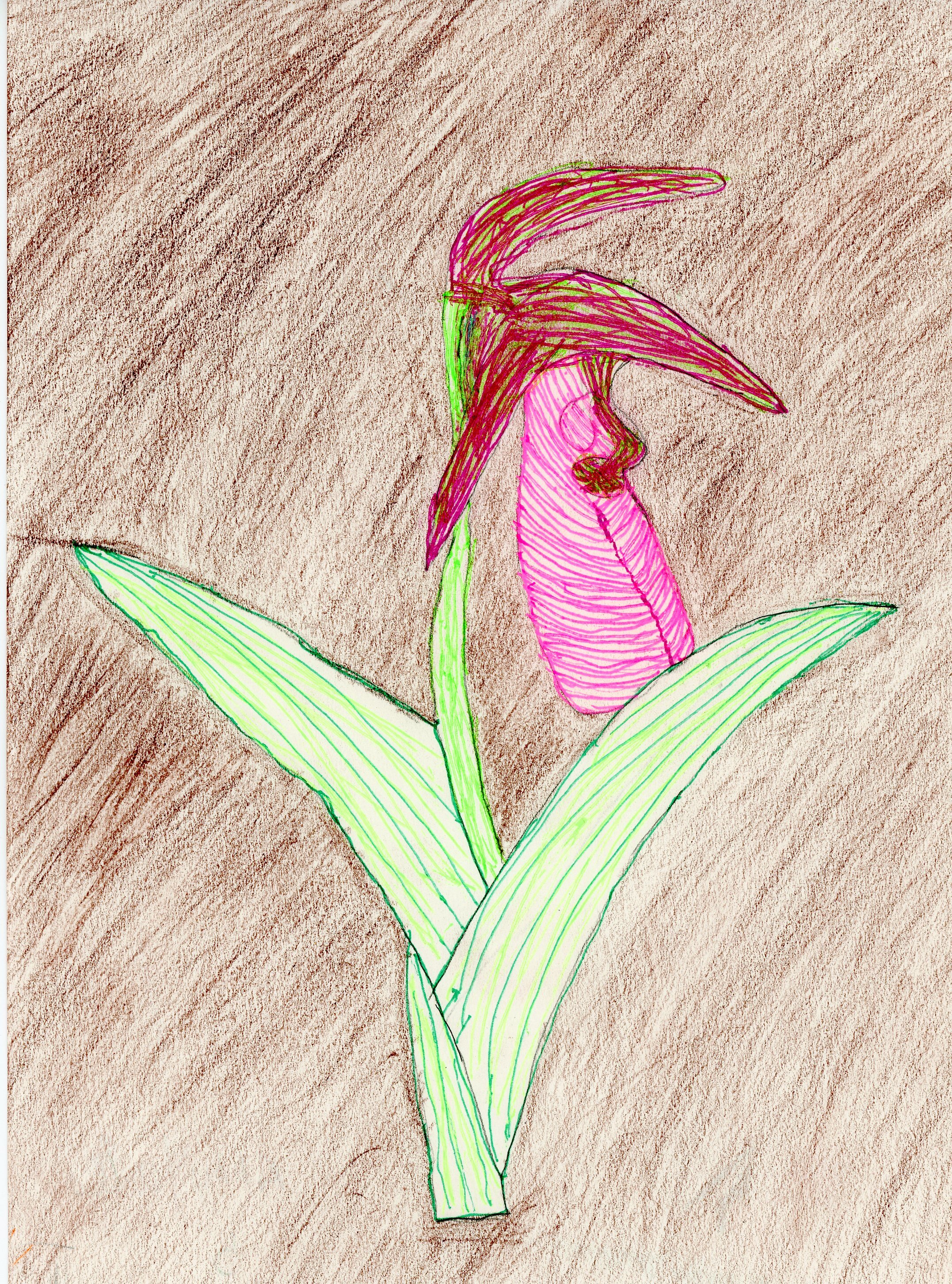 student artwork - drawing of a pink flower with green leaves
