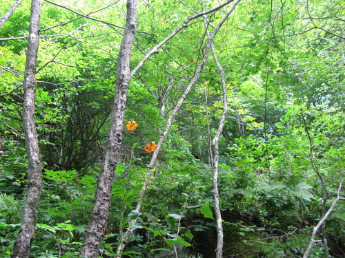 GRSM Accuracy Assessment. Plot Code: GRSM_AA_0250_2