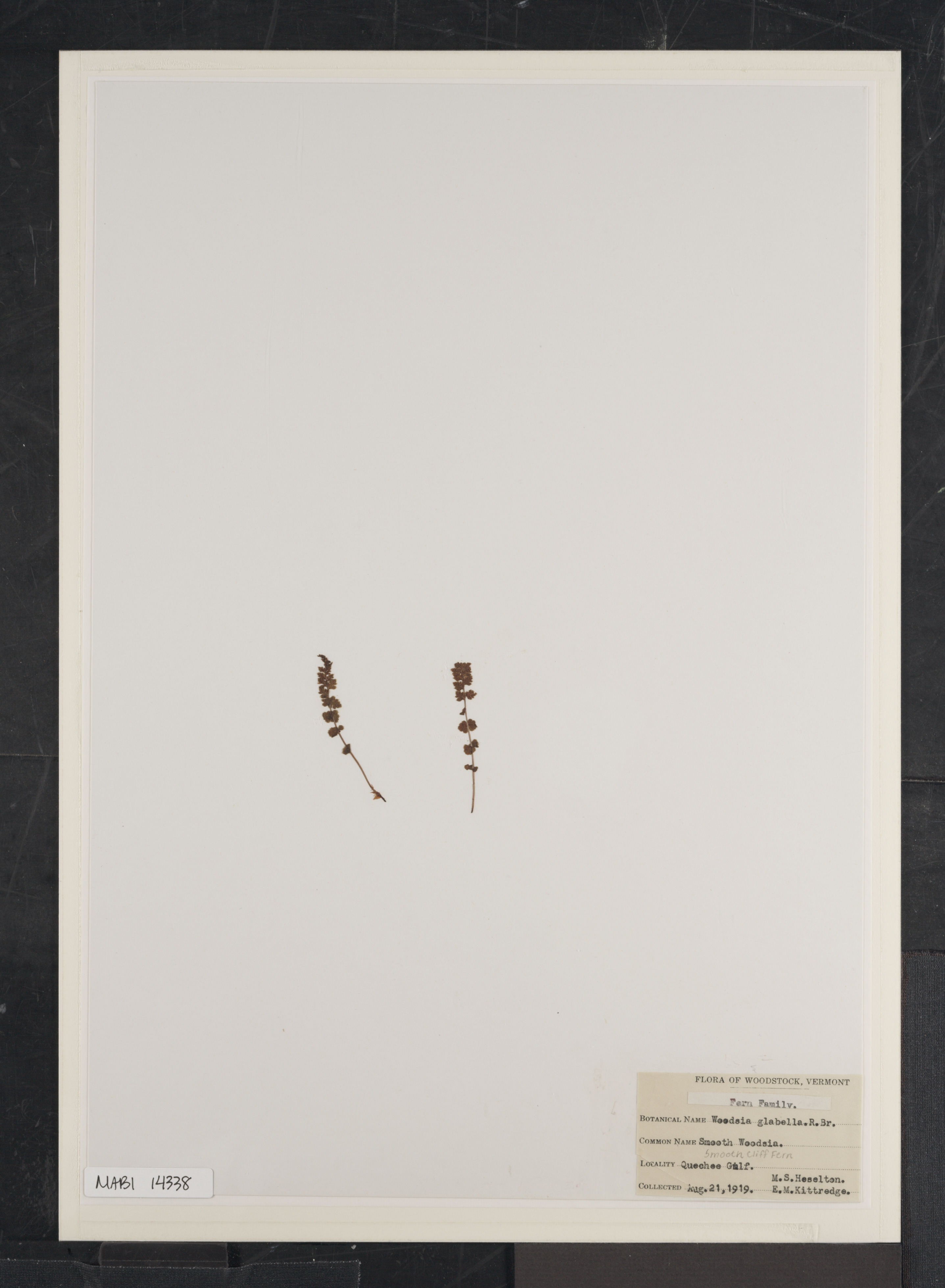 Preserved biological specimen on paper.