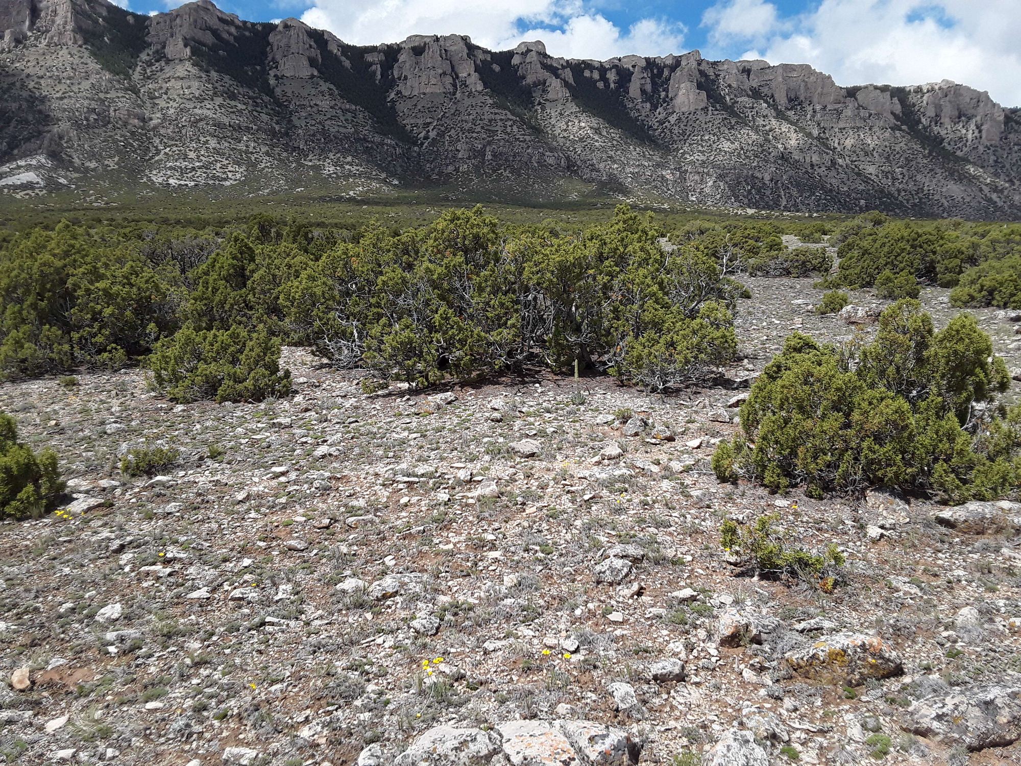 Photo of the landscape and upland vegetation in Bighorn Canyon National Recreation Area.