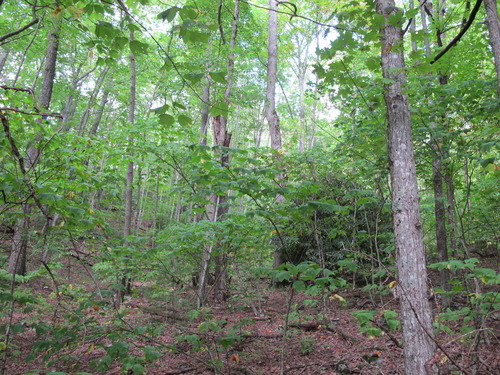 GRSM Accuracy Assessment. Plot Code: GRSM_AA_0783_2