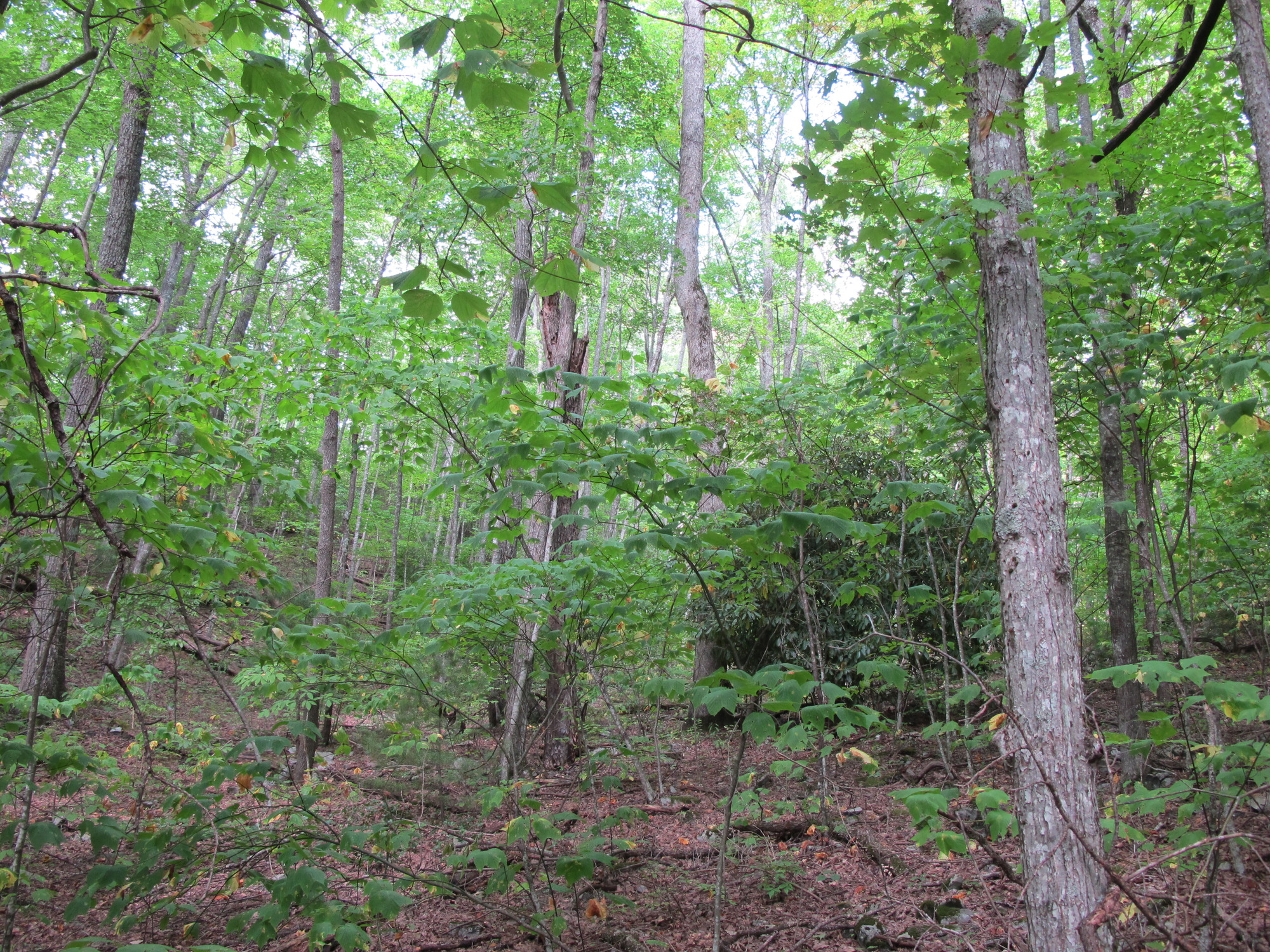 GRSM Accuracy Assessment. Plot Code: GRSM_AA_0783_2