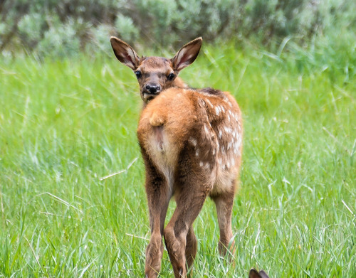 Elk calf standing in a grass field