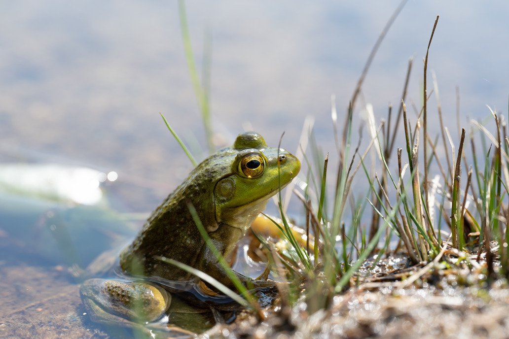 A green frog with yellow eyes sits in the water while surrounded by green grasses. 