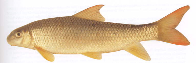 Image of Moxostoma macrolepidotum, a species of Fish